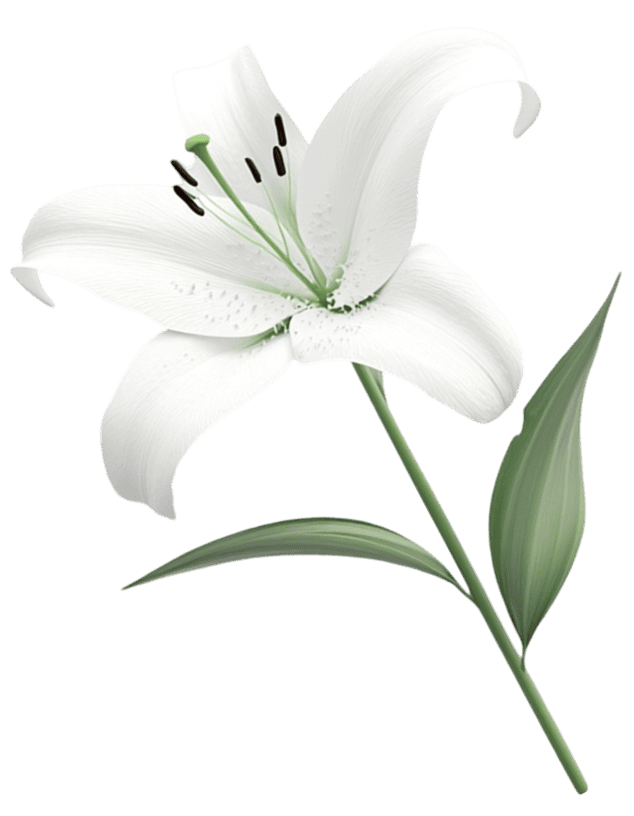 LILI